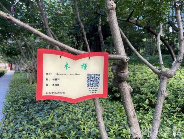 景逸策略 木槿之美：汉阳公园的九月盛景